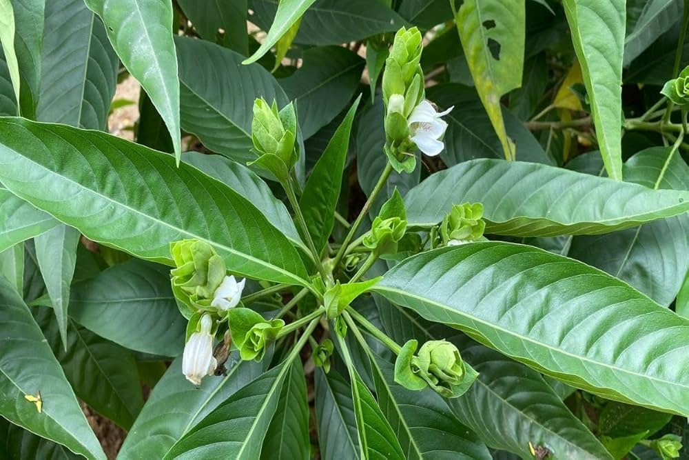 Adhatoda vasica in respiratory therapeutics: classical Ayurvedic relevance, bioactive profile, and clinical utility